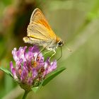 Braunkolbiger Braun-Dickkopffalter (Thymelicus sylvestris)