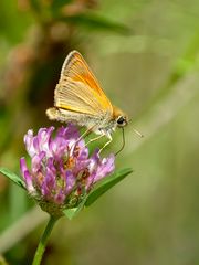 Braunkolbiger Braun-Dickkopffalter (Thymelicus sylvestris)