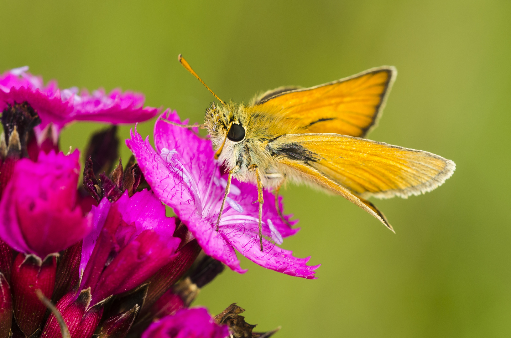 Braunkolbiger Braun-Dickkopffalter (Thymelicus sylvestris)