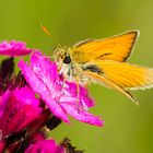 Braunkolbiger Braun-Dickkopffalter (Thymelicus sylvestris)