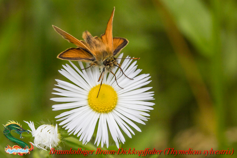 Braunkolbiger Braun-Dickkopffalter (Thymelicus sylvestris)