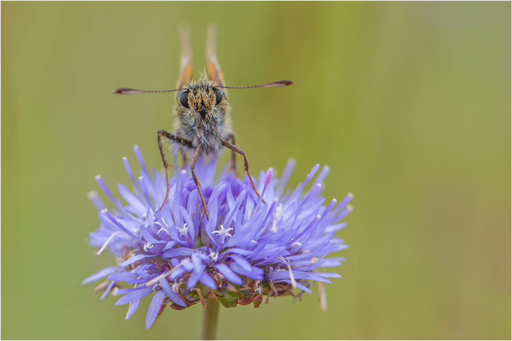 Braunkolbiger Braun-Dickkopffalter (Thymelicus sylvestris)