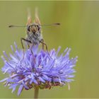 Braunkolbiger Braun-Dickkopffalter (Thymelicus sylvestris)