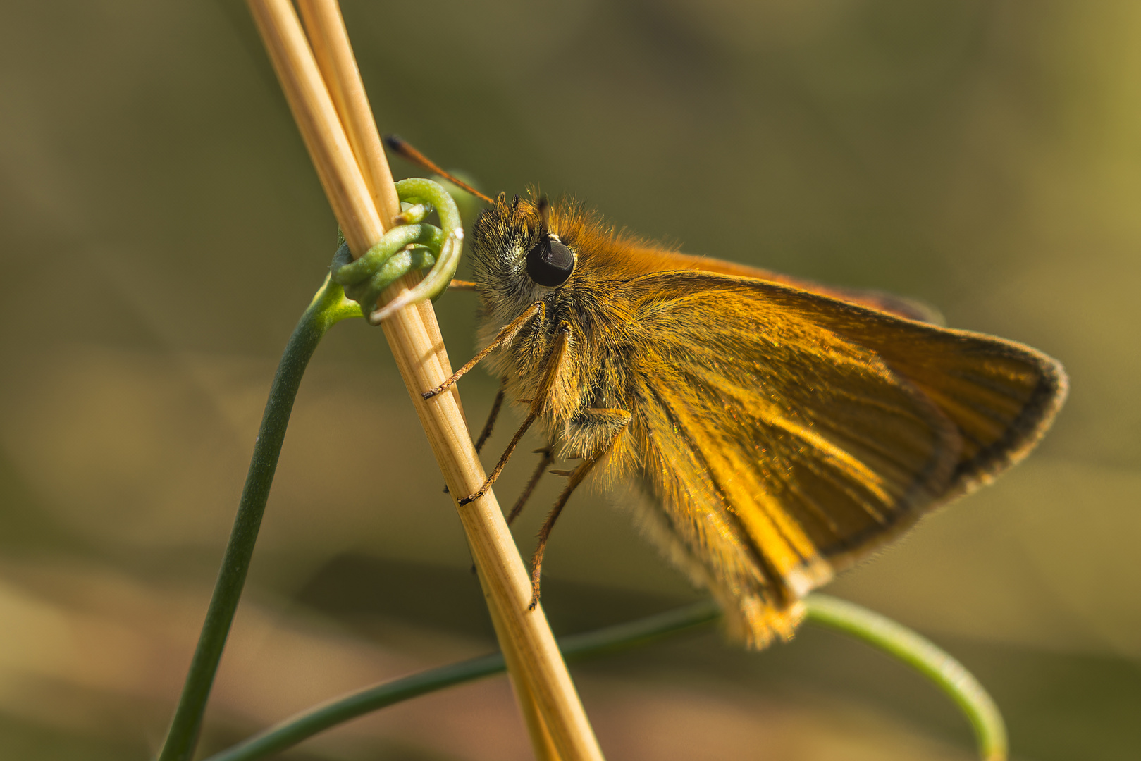 Braunkolbiger Braun-Dickkopffalter (Thymelicus sylvestris)