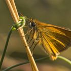 Braunkolbiger Braun-Dickkopffalter (Thymelicus sylvestris)