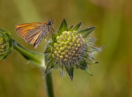 Braunkolbiger Braun-Dickkopffalter (Thymelicus sylvestris)
