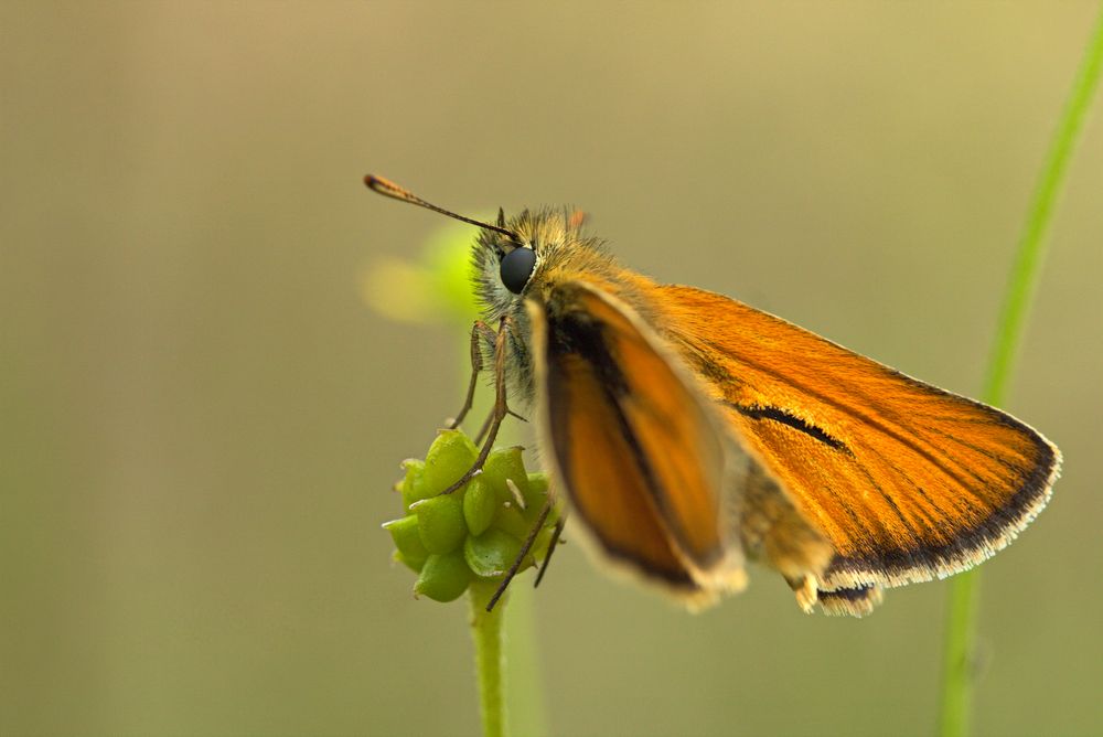 Braunkolbiger Braun-Dickkopffalter (Thymelicus sylvestris)