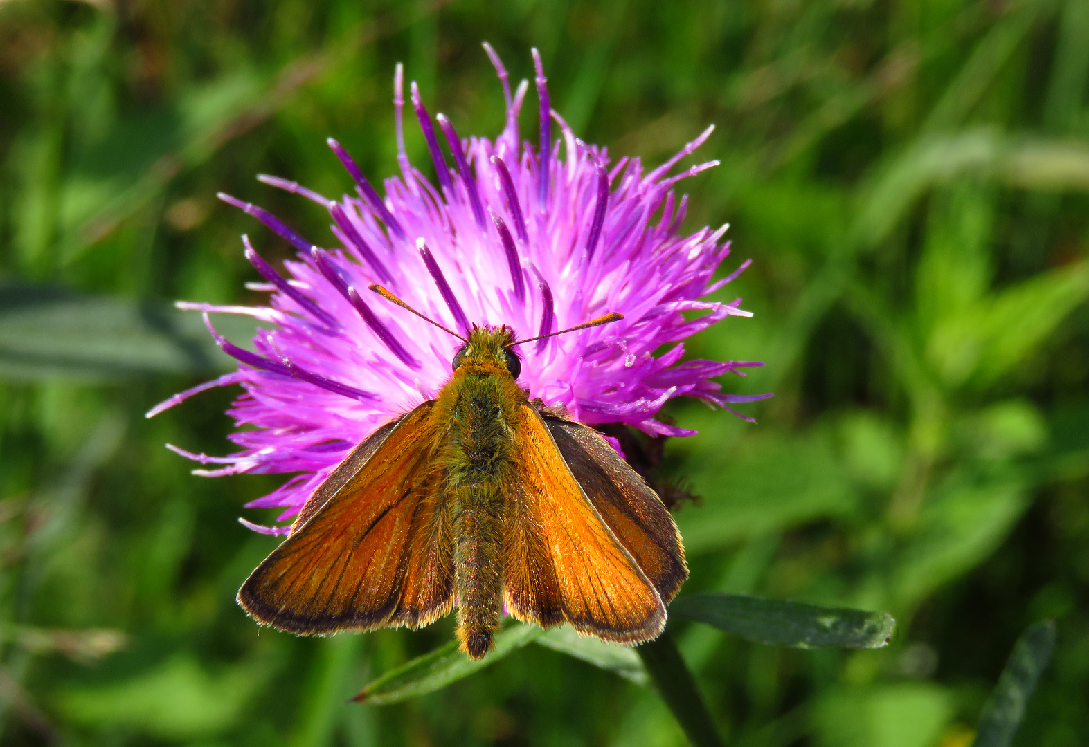 Braunkolbiger Braun-Dickkopffalter, Thymelicus sylvestris