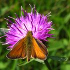 Braunkolbiger Braun-Dickkopffalter, Thymelicus sylvestris