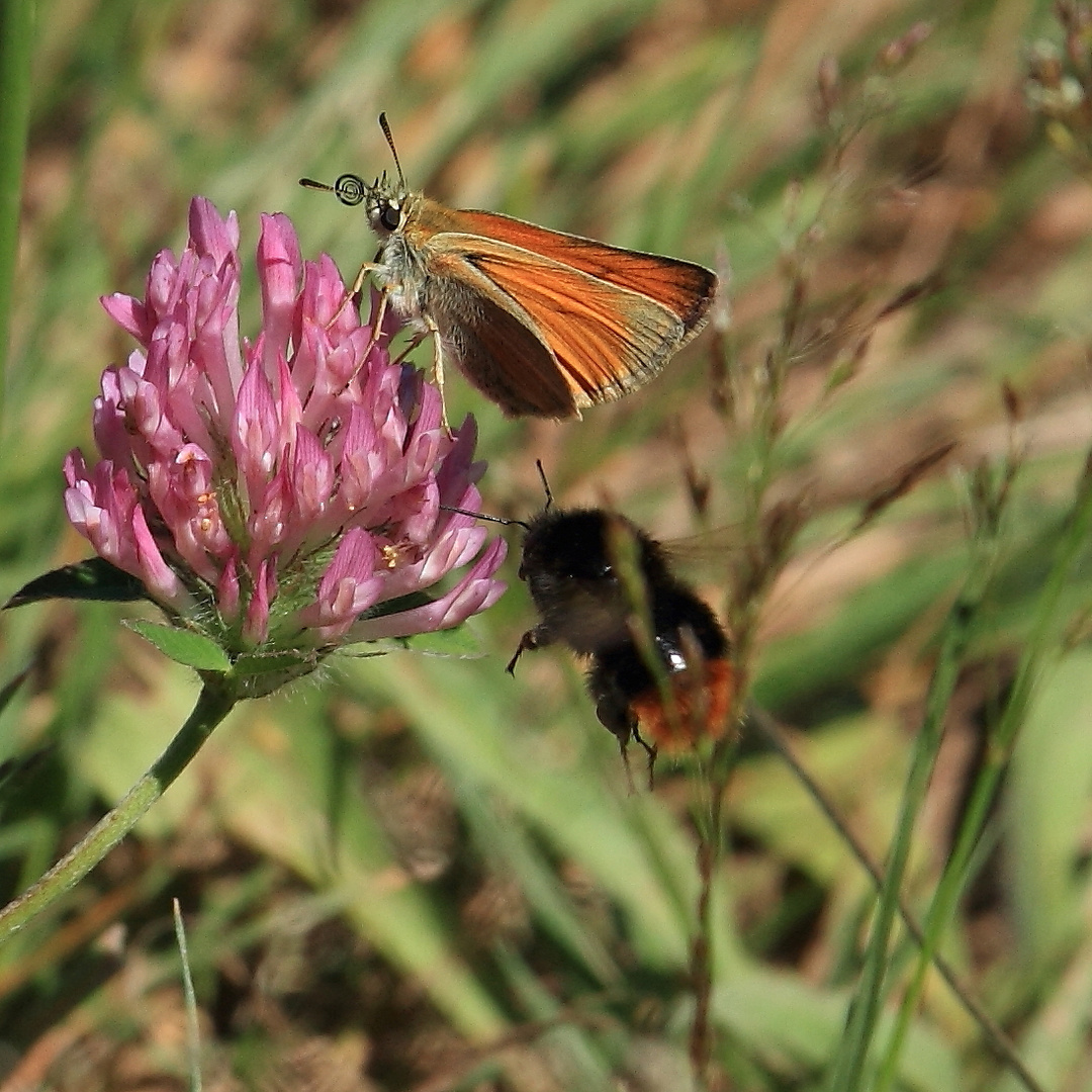 Braunkolbiger Braun-Dickkopffalter (Thymelicus sylvestris) 