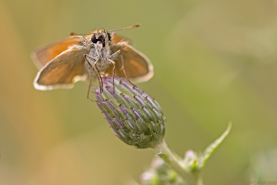 Braunkolbiger Braundickkopffalter