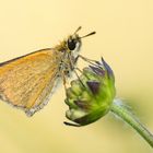 braunkolbiger Braundickkopffalter am Morgen