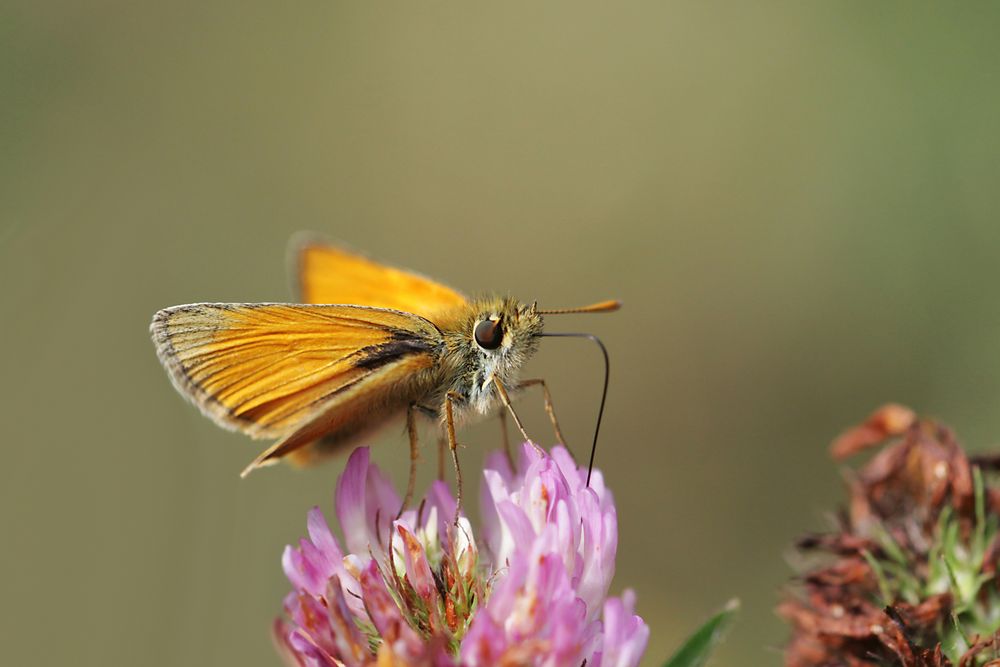  Braunkolbiger Braundickkopffalter auf Roten Wiesenklee