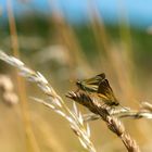 Braunkolbiger Braundickkopffalter bei der Paarung