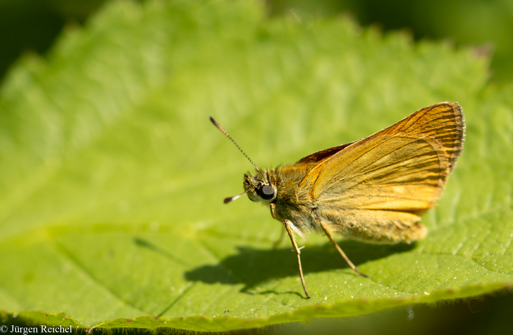 Braunkolbiger-Braundickkopffalter ( Thymelicus sylvestris ) 16.06. BB