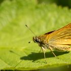 Braunkolbiger-Braundickkopffalter ( Thymelicus sylvestris ) 16.06. BB