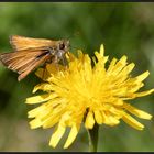 Braunkolbiger Braundickkopffalter (Thymelicus sylvestris))