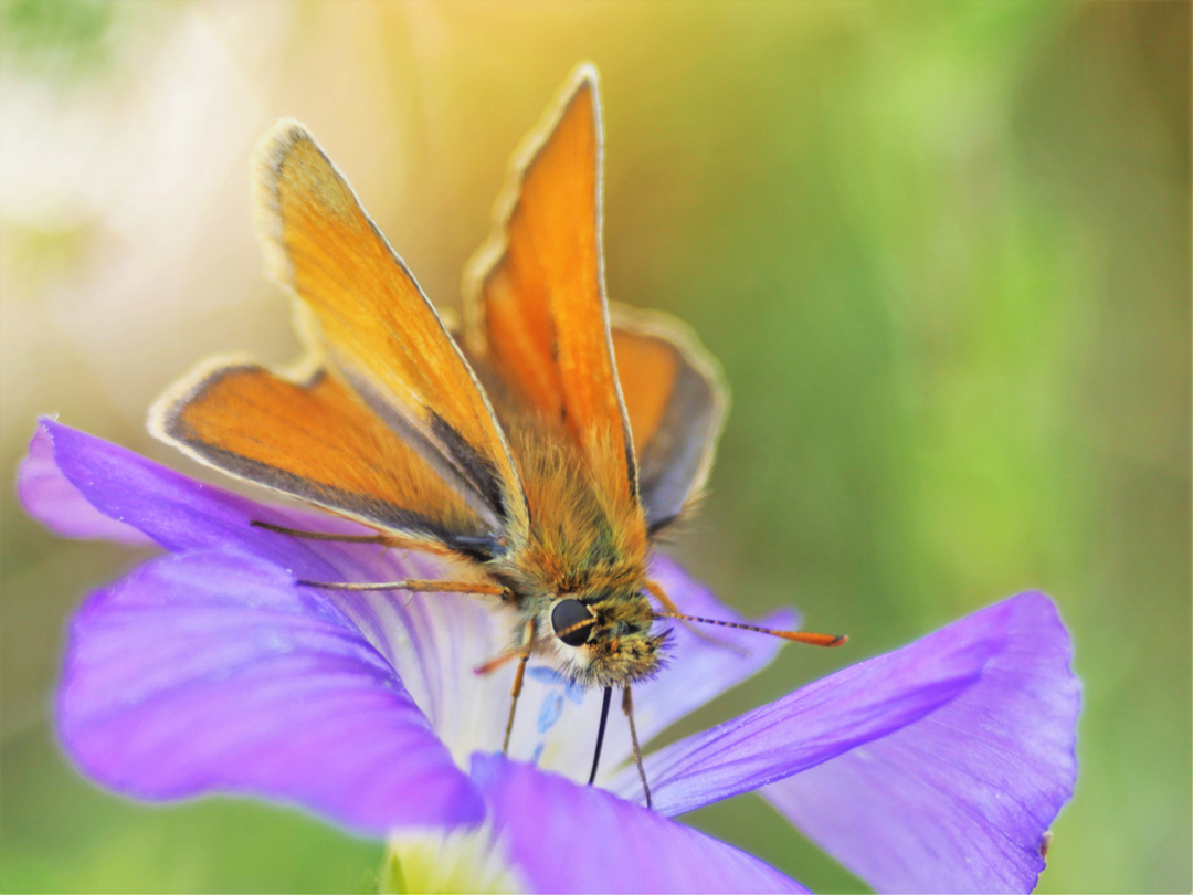 Braunkolbiger Braundickkopffalter, Thymelicus sylvestris  