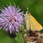 Braunkolbiger Braundickkopffalter - Thymelicus sylvestris......