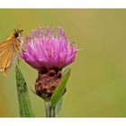 Braunkolbiger Braundickkopffalter (Thymelicus Sylvestris)