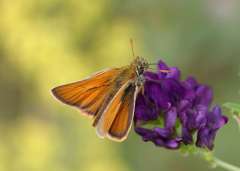 Braunkolbiger Braundickkopffalter - Thymelicus sylvestris