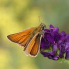 Braunkolbiger Braundickkopffalter - Thymelicus sylvestris