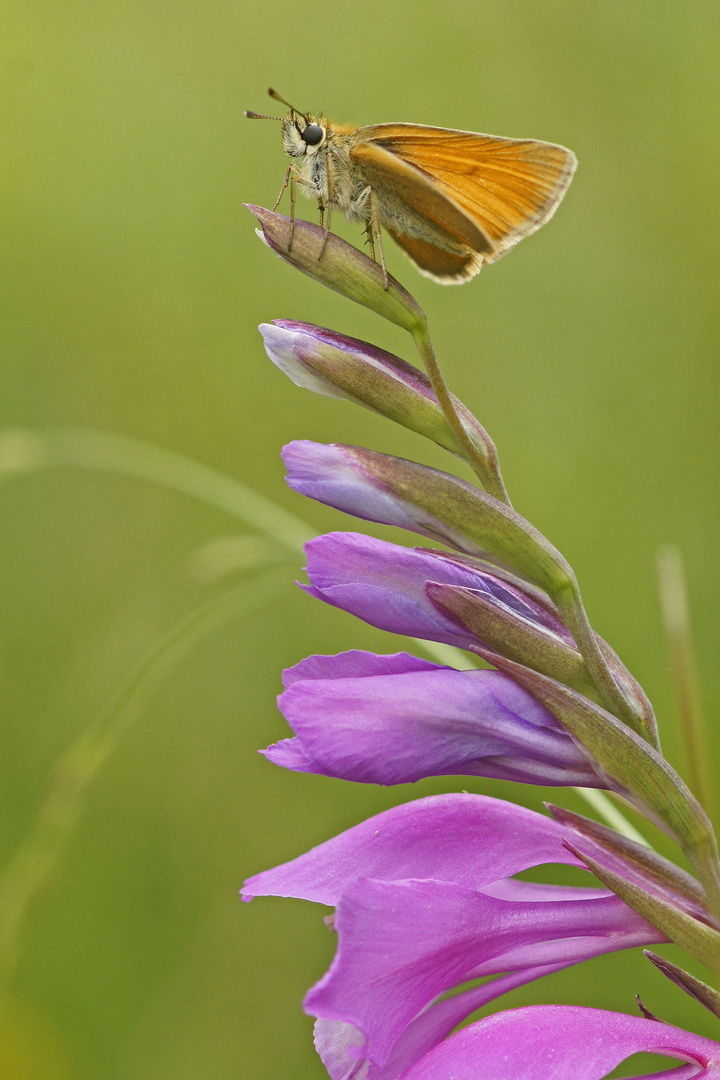 Braunkolbiger Braundickkopffalter (Thymelicus sylvestris)