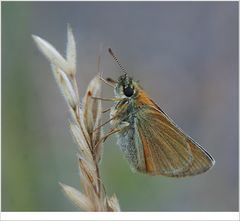 Braunkolbiger Dickkopffalter