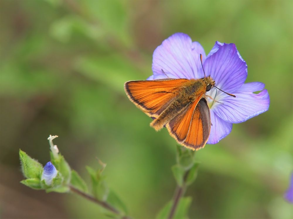 Braunkolbiger Dickkopffalter (Thymelicus sylvestris)