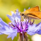 Braunkolbiger Dickkopffalter ( Thymelicus sylvestris ) 