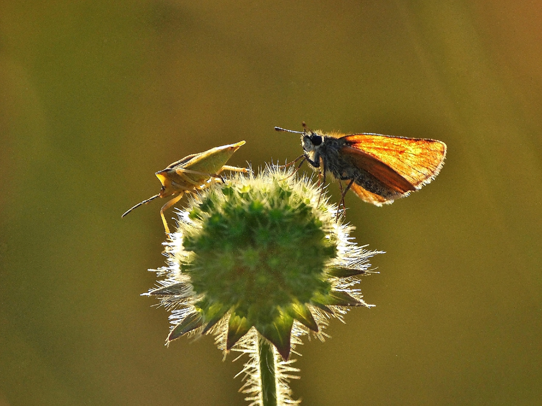 Braunkolbiger Dickkopffalter (Thymelicus sylvestris)