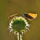 Braunkolbiger Dickkopffalter (Thymelicus sylvestris)