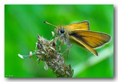 Braunkolbiger Dickkopffalter - Thymelicus sylvestris