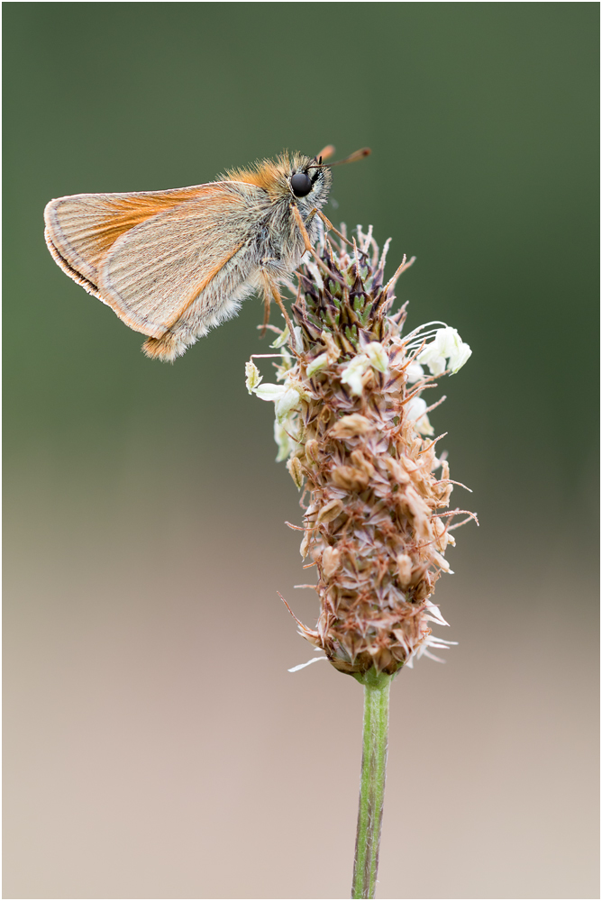 Braunkolbiger-Dickkopffalter (Thymelicus sylvestris) II/15