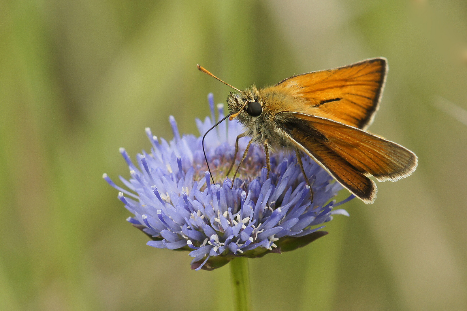 Braunkolbiger Dickkopffalter (Thymelicus sylvestris), Männchen