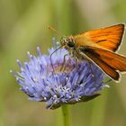 Braunkolbiger Dickkopffalter (Thymelicus sylvestris), Männchen