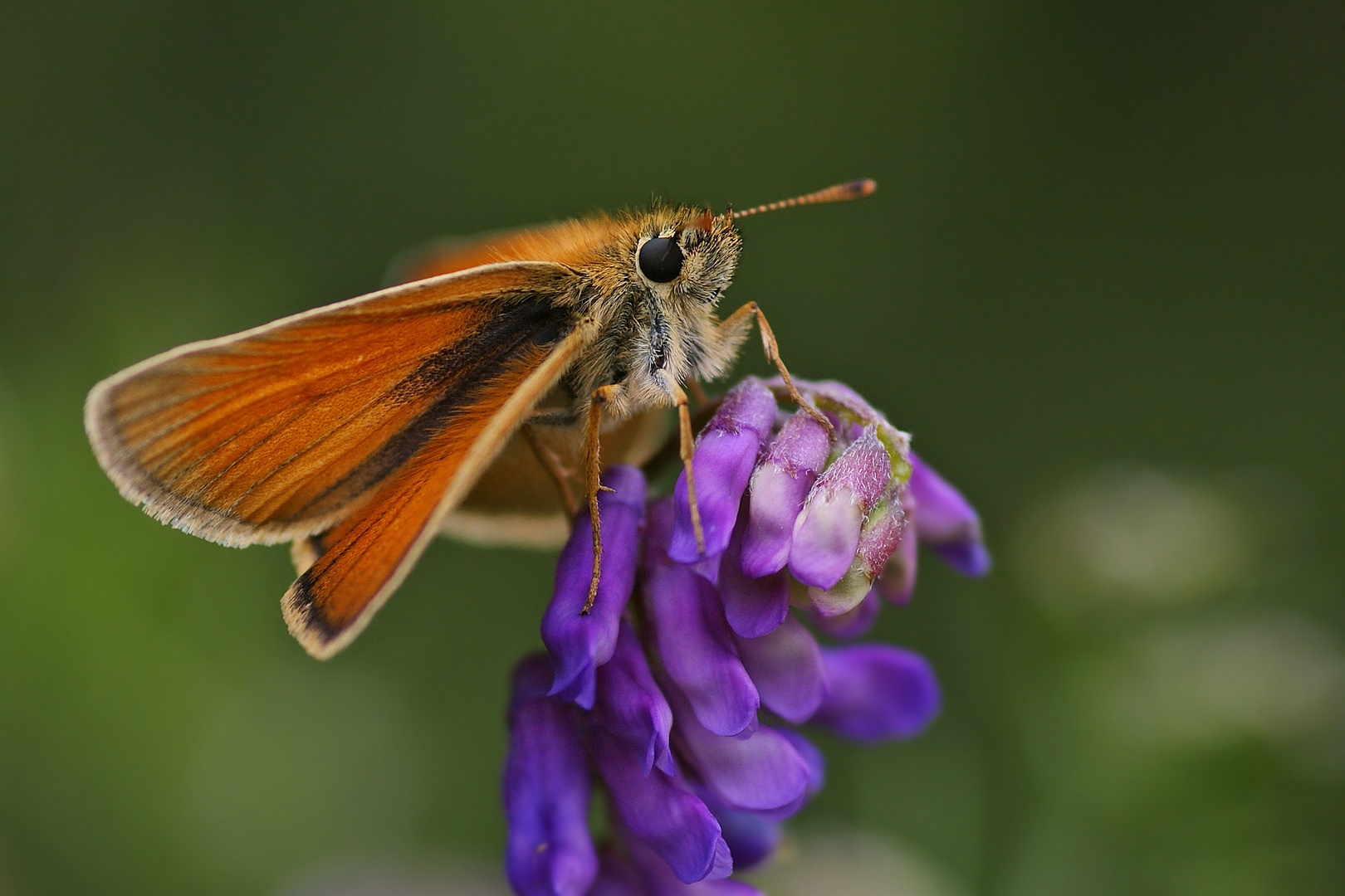 Braunkolbiger Dickkopffalter (Thymelicus sylvestris) ruhend an Vogelwicke