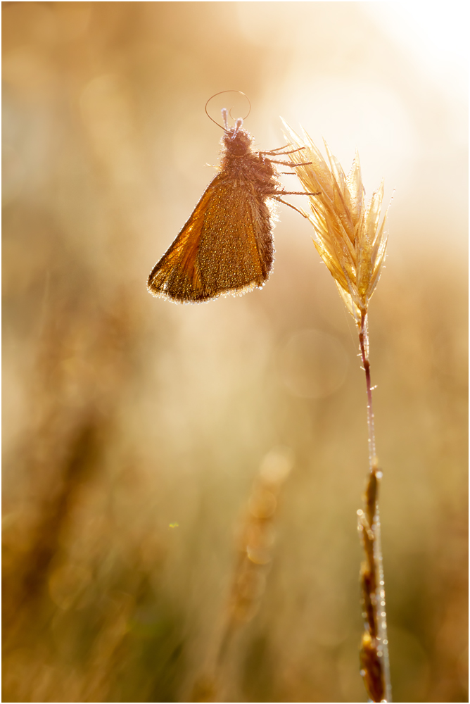 Braunkolbiger-Dickkopffalter (Thymelicus sylvestris) V/15