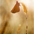 Braunkolbiger-Dickkopffalter (Thymelicus sylvestris) V/15