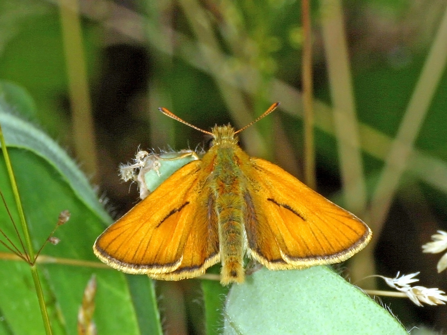 Braunkolbiger oder Ockergelber Braun-Dickkopffalter (Thymelicus sylvestris)....