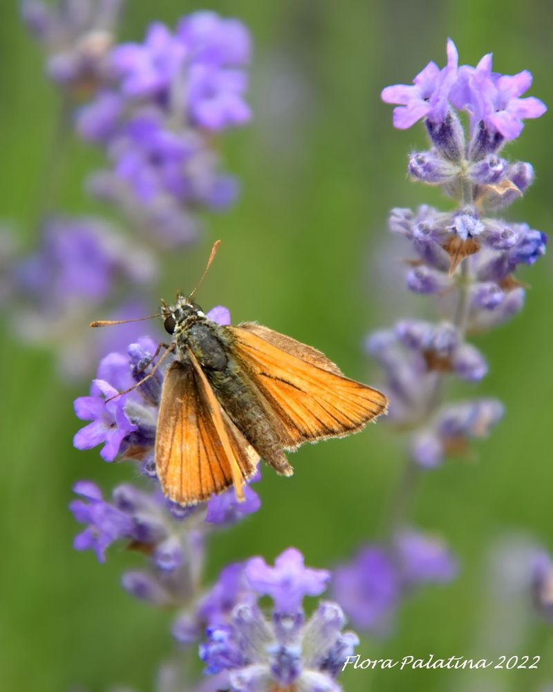 braunkolbiger Thymelicus