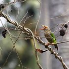 Braunkopf Bartvogel