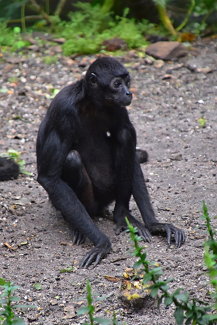 Braunkopfklammeraffe (Ateles fusciceps)