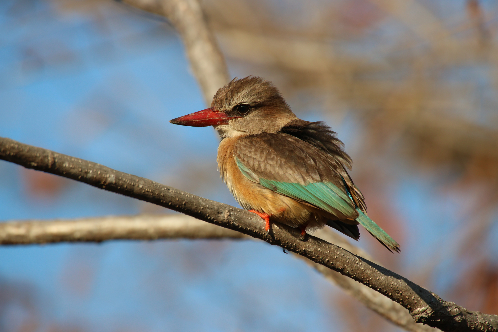 Braunkopfliest Foto & Bild africa, southern africa, tiere Bilder auf