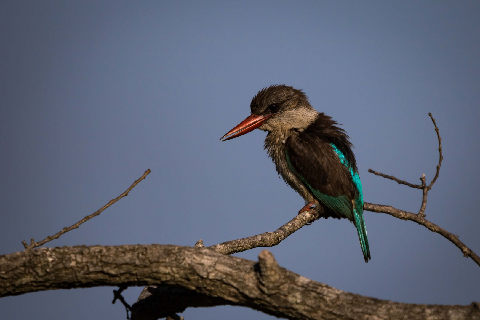 Braunkopfliest Kingfisher