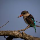 Braunkopfliest Kingfisher