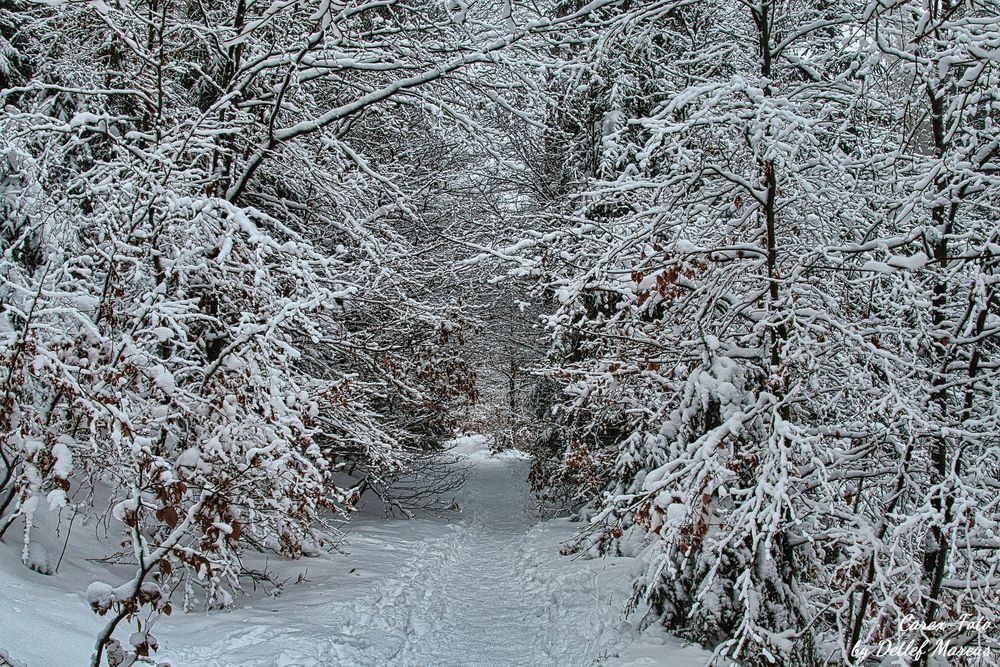 Braunlage an der Warmen Bode Foto & Bild jahreszeiten, winter, natur