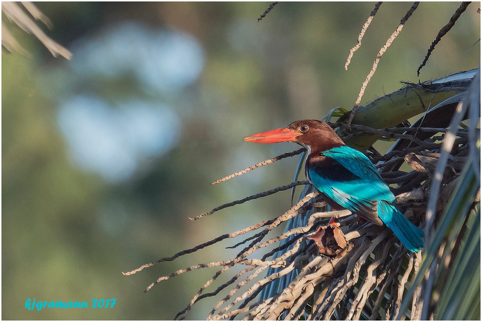 braunliest (halcyon smyrnensis).....