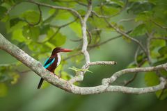 Braunliest (Halcyon smyrnensis)