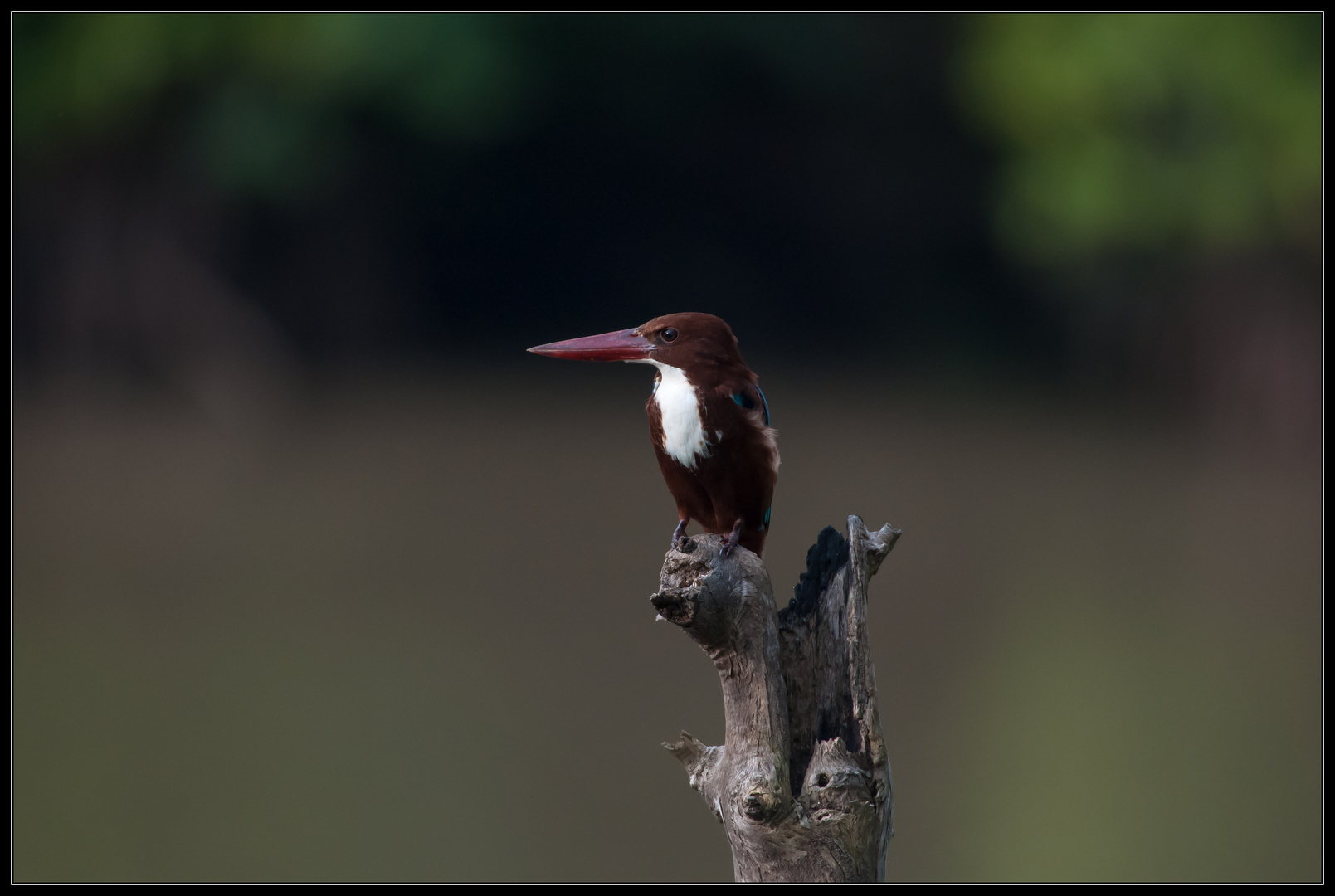 Braunliest - Kingfisher in Tangalle